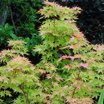 Erable du Japon - Acer palmatum Sangokaku (Senkaki) 