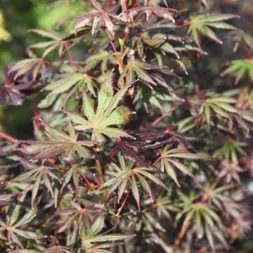 Érable du Japon - Acer palmatum Trompenburg