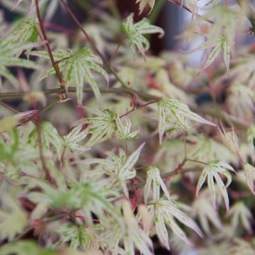 Erable du Japon - Acer palmatum Ukigumo