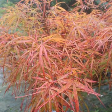 Erable du Japon - Acer palmatum Villa taranto