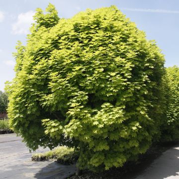 Acer platanoides Columnare - Érable plane