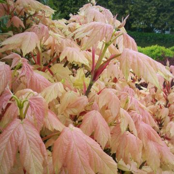 Erable sycomore - Acer pseudoplatanus Brilliantissimum