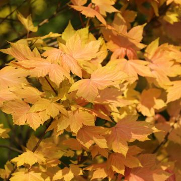 Erable sycomore - Acer pseudoplatanus Leat's Cottage