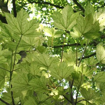 Érable sycomore Leopoldii - Acer pseudoplatanus