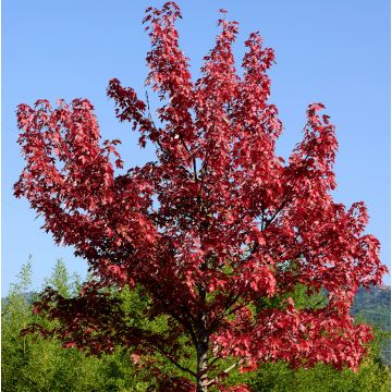 Érable rouge - Acer rubrum Summer Red