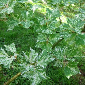 Acer rufinerve Albolibatum - Erable à peau de serpent