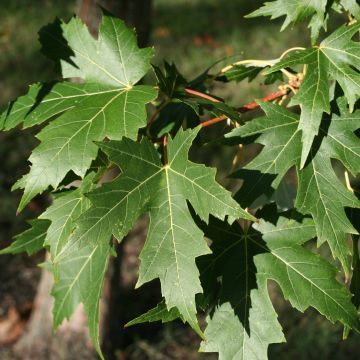 Acer saccharinum Laciniatum Wieri - Érable argenté