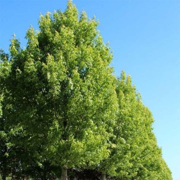 Acer saccharinum Pyramidale - Érable argenté