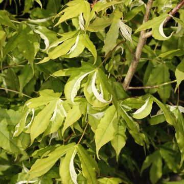 Acer truncatum Akikaze-nishiki - Erable Shantung