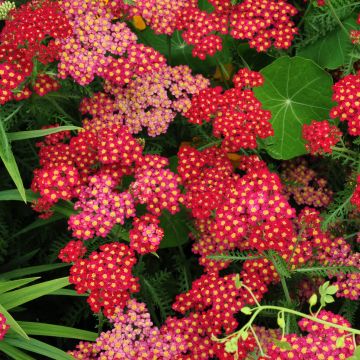 Achillée millefolium Summer Pastels