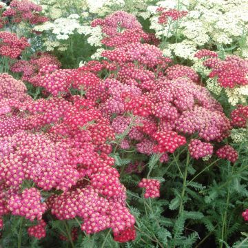 Achillée millefolium Red Velvet