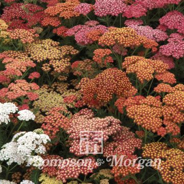 Nos graines de fleurs Achillée millefeuille - La Bonne Graine