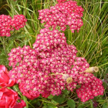 Achillée millefolium Petra