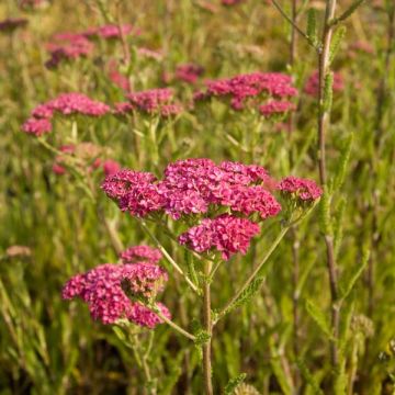 Achillée millefolium Velours