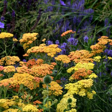 Achillea millefolium  Desert Eve Terracotta - Achillée millefeuille