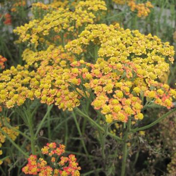 Achillée millefolium Feuerland