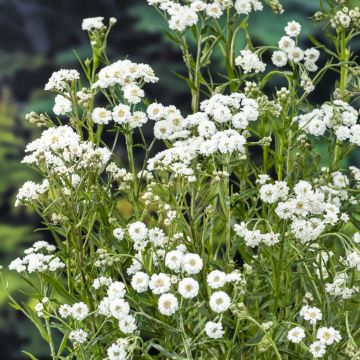 Achillea ptarmica - Bouton-d'argent