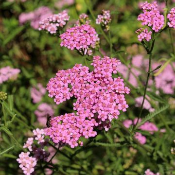 Achillée, Achillea asplenifolia