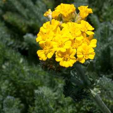 Achillée laineuse Aurea (Maynard's Gold) - Achillea tomentosa