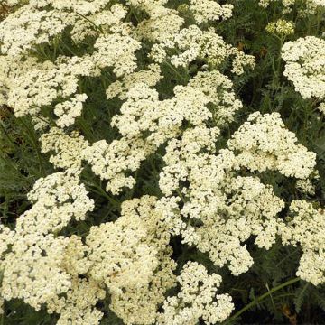 Purin d'achillée millefeuille : propriétés, recette et utilisation au jardin