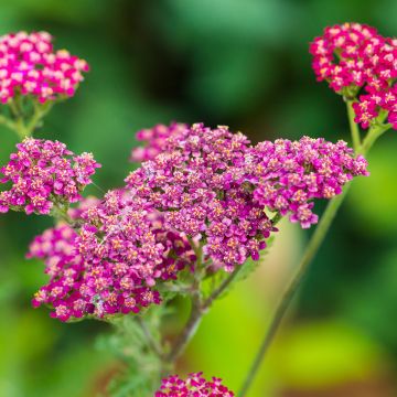 Achillée millefeuille Cassis - Achillea millefolium