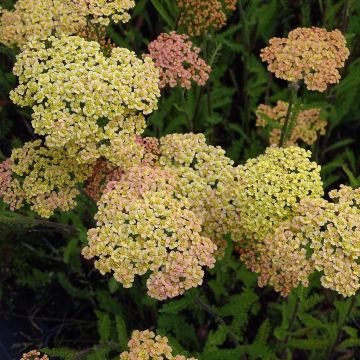 ACHILLEA millefolium Desert Eve Deep Rose - Achillée millefeuille -  Fleurir son jardin