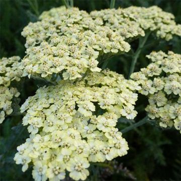 Achillea millefolium 'White Beauty' - Vente Achillée millefeuille blanche