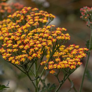 Achillea millefolium Feuerland - Achillée millefeuille