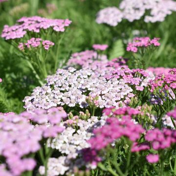 Achillée millefolium Lilac Beauty