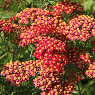 Achillée -  Achillea millefolium Paprika