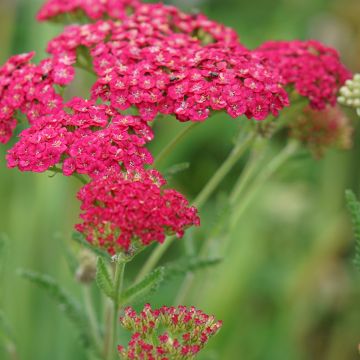 Achillea millefolium Pomegranate - Achillée millefeuille grenat