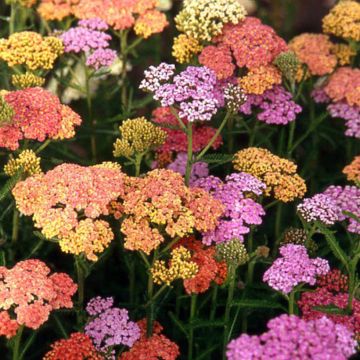 Hydrolat d'achillée millefeuille • Achillea millefolium • Veyrane