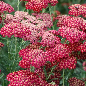 Achillée, Achillea millefolium The Beacon