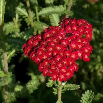 Achillée millefolium Summerwine