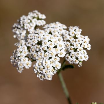 Achillée, Achillea odorata