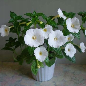 Achimenes Blanc 