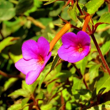 Achimenes Rose