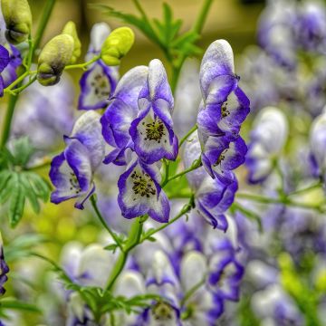 Aconit bleu et blanc - Aconitum cammarum Bicolor