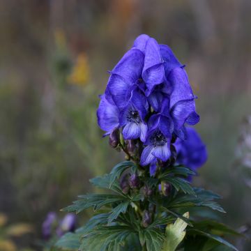 Aconit de Fischer - Aconitum fischeri