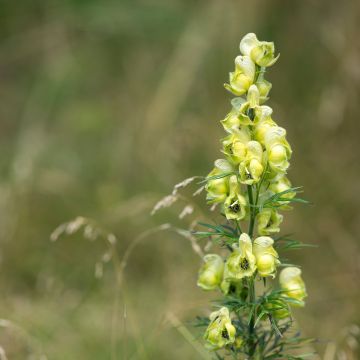 Aconitum anthora - Aconit anthore