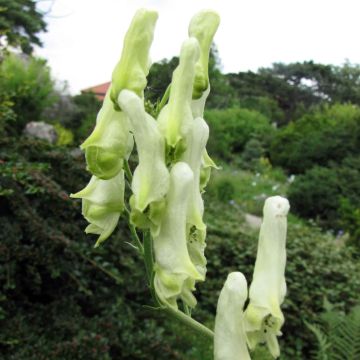 Aconit de Lamarck - Aconitum lamarckii