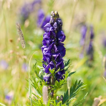 Aconitum napellus - Aconit napel