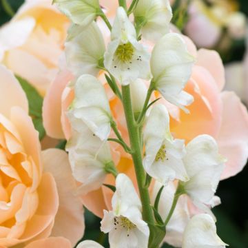 Aconit blanc - Aconitum napellus Schneewittchen