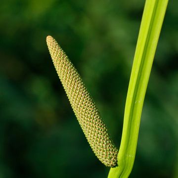 Acorus calamus - Calame, Acore