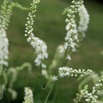 Actaea dahurica (Cimicifuga) - Cierge d'argent