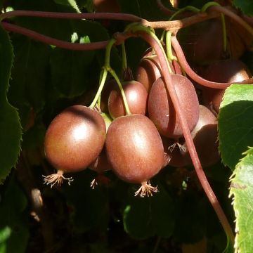 Actinidia arguta Purpurea - Kiwai pourpre femelle