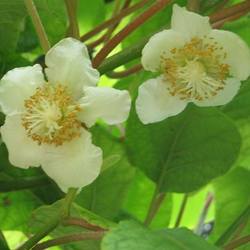 Kiwi Tomuri (mâle) - Actinidia deliciosa