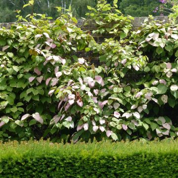 Actinidia kolomikta Eve - Kiwi d'ornement femelle