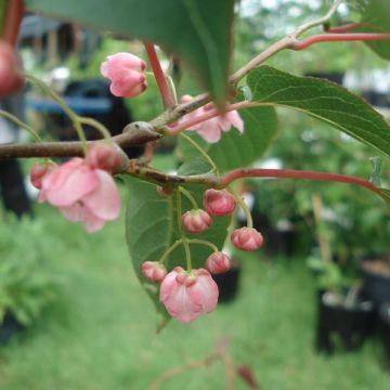 Actinidia pilosula - Kiwi d'ornement