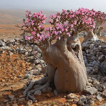 Adenium obesum - Rose du désert